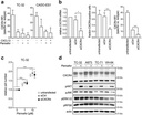 Invitrogen™ eBioscience™ CD184 (CXCR4) Monoclonal Antibody (12G5), PE-Cyanine7, for 100 Tests