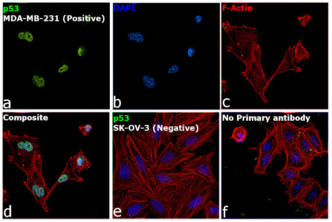 Invitrogen™ p53 Monoclonal Antibody (DO-7), 500 µL