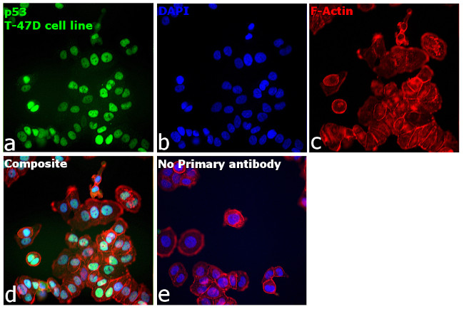 Invitrogen™ p53 Monoclonal Antibody (DO-7), 500 µL