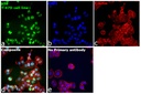 Invitrogen™ p53 Monoclonal Antibody (DO-7), 500 µL