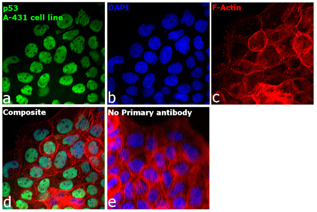 Invitrogen™ p53 Monoclonal Antibody (DO-7), 500 µL