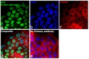 Invitrogen™ p53 Monoclonal Antibody (DO-7), 500 µL