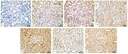 Invitrogen™ p53 Monoclonal Antibody (DO-7), 500 µL