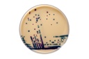 Thermo Scientific™ Brillliance™ VRE Agar