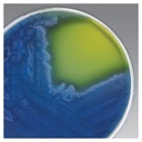 Thermo Scientific™ Oxoid™ Bacillus cereus Selective Agar Base (Dehydrated)