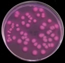 Thermo Scientific™ Oxoid™ Violet Red Bile Glucose (VRBG) Agar (ISO)