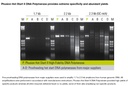 Thermo Scientific™ Phusion Hot Start II High-Fidelity PCR Master Mix, 2X