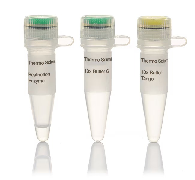 Thermo Scientific™ Hin1II (NlaIII) (5 U/µL), 300 reactions