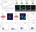 Invitrogen™ CD4 Monoclonal Antibody (GK1.5), Alexa Fluor™ 488, eBioscience™