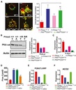 Invitrogen™ CD4 Monoclonal Antibody (GK1.5), Alexa Fluor™ 488, eBioscience™
