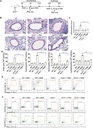 Invitrogen™ IL-4 Monoclonal Antibody (11B11), PE, eBioscience™