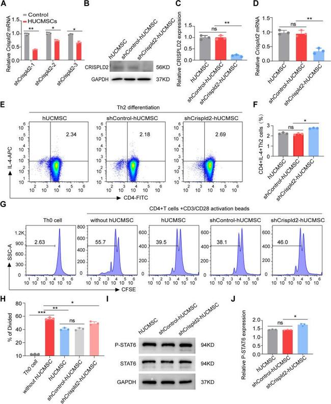 Invitrogen™ IL-4 Monoclonal Antibody (11B11), PE, eBioscience™