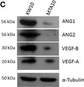 Invitrogen™ Rabbit anti-Mouse IgG (H+L) Secondary Antibody, HRP, 1mL