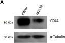 Invitrogen™ Rabbit anti-Mouse IgG (H+L) Secondary Antibody, HRP, 1mL