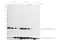 Invitrogen™ Rabbit anti-Mouse IgG (H+L) Secondary Antibody, HRP, 1mL
