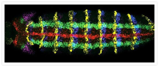 Invitrogen™ Goat anti-Mouse IgG (H+L) Cross-Adsorbed Secondary Antibody, Alexa Fluor™ 488, 1mg