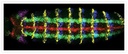 Invitrogen™ Goat anti-Mouse IgG (H+L) Cross-Adsorbed Secondary Antibody, Alexa Fluor™ 488, 1mg