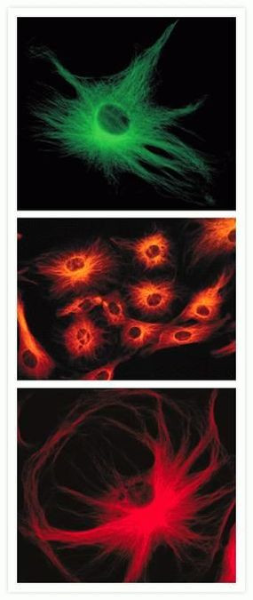 Invitrogen™ Goat anti-Mouse IgG (H+L) Cross-Adsorbed Secondary Antibody, Alexa Fluor™ 488, 1mg