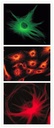 Invitrogen™ Goat anti-Mouse IgG (H+L) Cross-Adsorbed Secondary Antibody, Alexa Fluor™ 488, 1mg