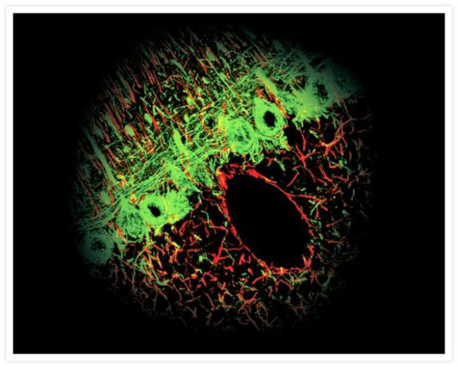 Invitrogen™ Goat anti-Mouse IgG (H+L) Cross-Adsorbed Secondary Antibody, Alexa Fluor™ 488, 1mg