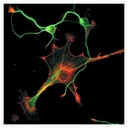 Invitrogen™ Goat anti-Mouse IgG (H+L) Cross-Adsorbed Secondary Antibody, Alexa Fluor™ 488, 1mg