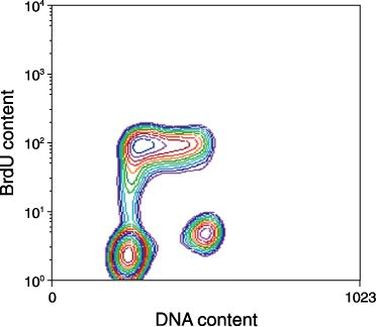 Invitrogen™ Goat anti-Mouse IgG (H+L) Cross-Adsorbed Secondary Antibody, Alexa Fluor™ 488, 1mg