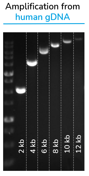 Solis Hot Start HiFi DNA Polymerase Kit