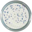 Liofilchem Easy Dry™ absorbent  pads with media