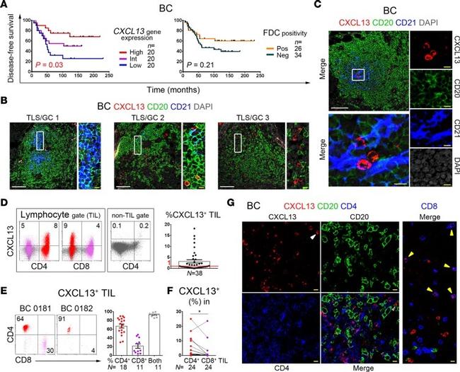 Invitrogen™ CD4 Monoclonal Antibody (RPA-T4), PE, eBioscience™