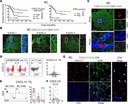 Invitrogen™ CD4 Monoclonal Antibody (RPA-T4), PE, eBioscience™