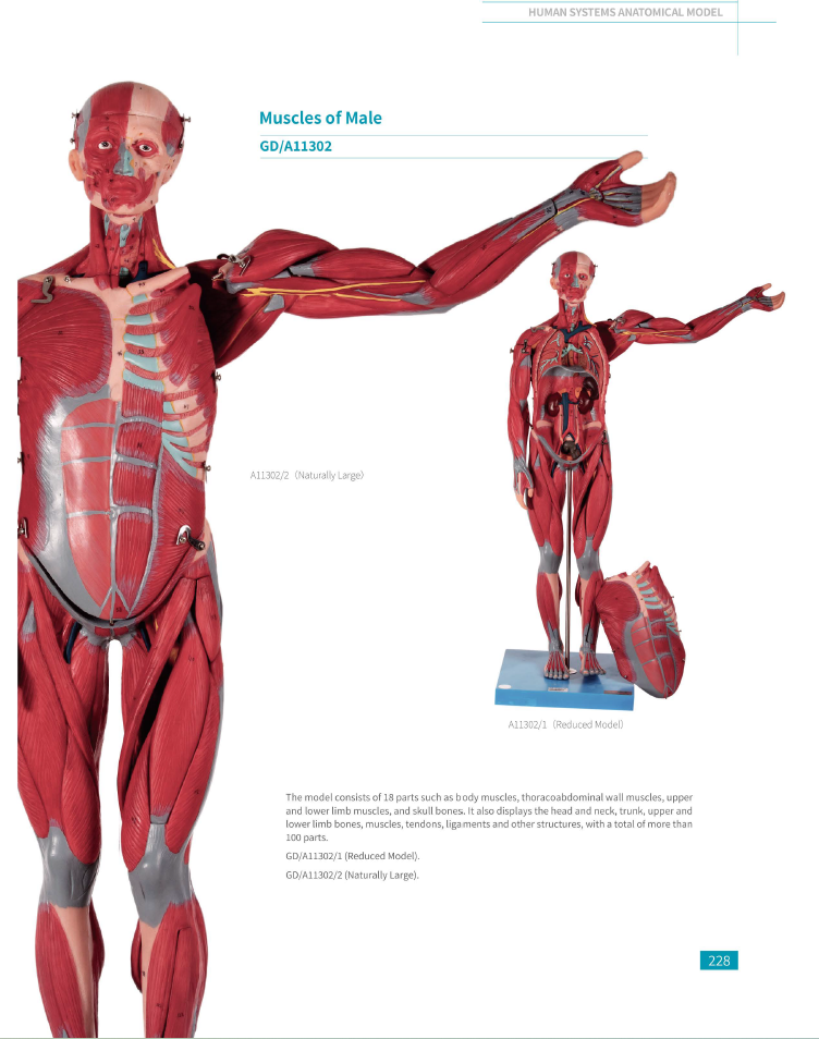 GD Muscles of Male Model 