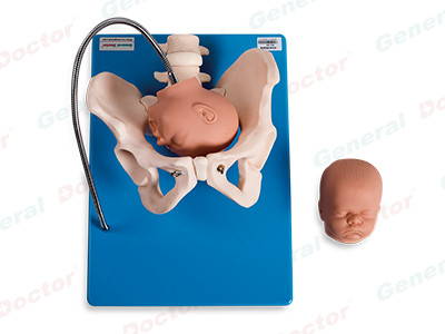 GD Pelvis With Fetal Heads Model