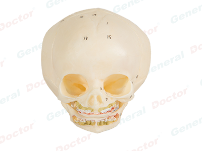 GD Infant Skull Model