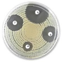 Liofilchem® ONPG Test Discs