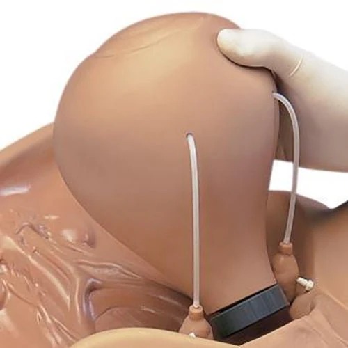 Gaumard 48-Hour Postpartum Uterus for ZOE® S504