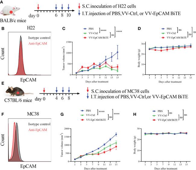 Invitrogen™ CD326 (EpCAM) Monoclonal Antibody (G8.8), FITC, eBioscience™