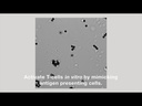 Gibco™ Dynabeads™ Human T-Activator CD3/CD28 for T Cell Expansion and Activation