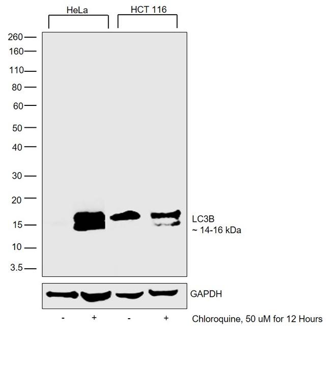 Invitrogen™ LC3B Polyclonal Antibody, DyLight™ 488, 100 µL 
