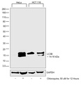 Invitrogen™ LC3B Polyclonal Antibody, DyLight™ 488, 100 µL 