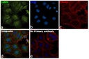 Invitrogen™ Caspase 3 Polyclonal Antibody, Rabbit IgG, 100 µL