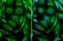 Invitrogen™ Caspase 3 Polyclonal Antibody, Rabbit IgG, 100 µL