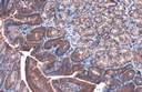 Invitrogen™ Caspase 3 Polyclonal Antibody, Rabbit IgG, 100 µL