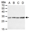 Invitrogen™ Caspase 3 Polyclonal Antibody, Rabbit IgG, 100 µL