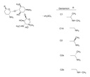 Gibco™ Gentamicin (10 mg/mL)