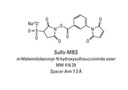 Thermo Scientific™ Sulfo-MBS (m-maleimidobenzoyl-N-hydroxysulfosuccinimide ester)