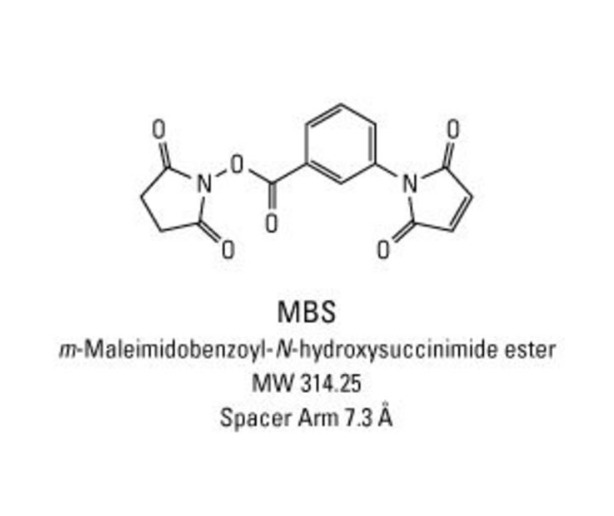Thermo Scientific™ MBS (m-maleimidobenzoyl-N-hydroxysuccinimide ester)