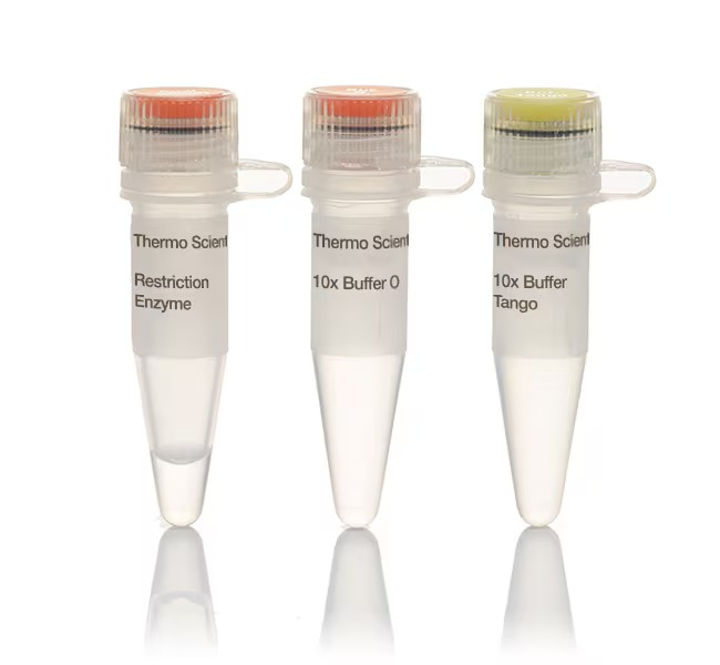 Thermo Scientific™ Eco130I (StyI) (10 U/μL)