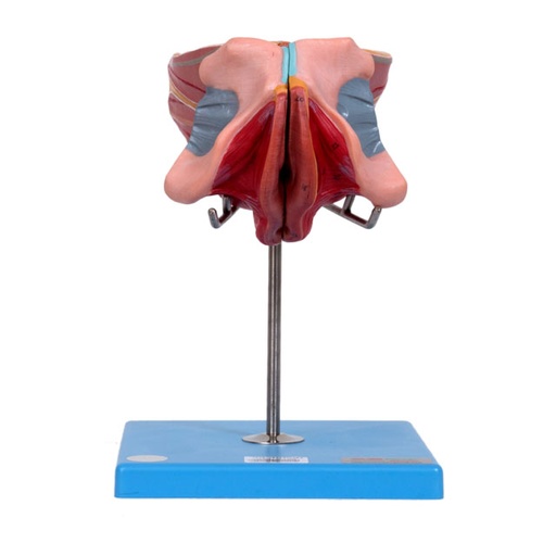[GD/A15105] GD Female Genital Organs Model 