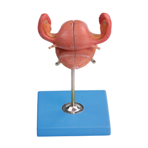 Anatomical Uterus