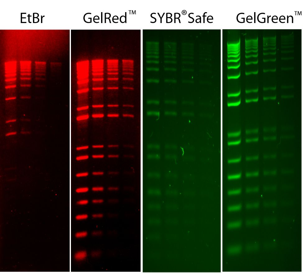 GelGreen™ Nucleic Acid Gel Stain